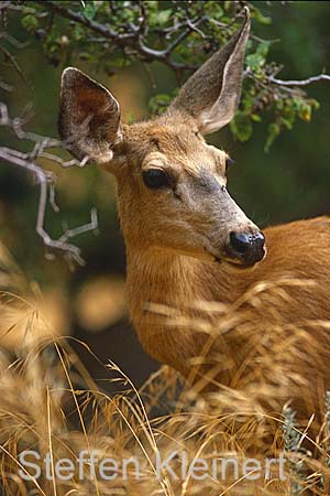 zion np - mule deer 022